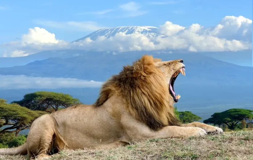 Amboseli National Park Game Drive Safari