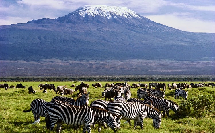 Maasai Mara - Lake Nakuru -Amboseli National Parks Game drive Safari