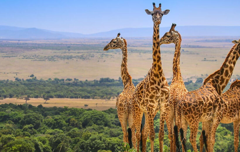 The Maasai Mara Game Drive Safari