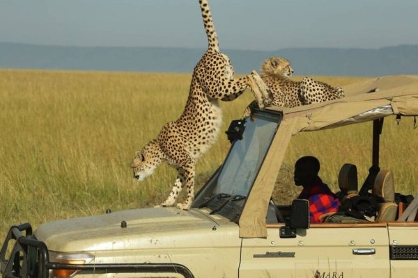 Safari